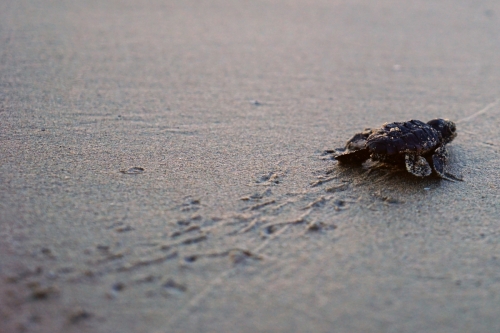 Caretta Caretta Conservation 2020