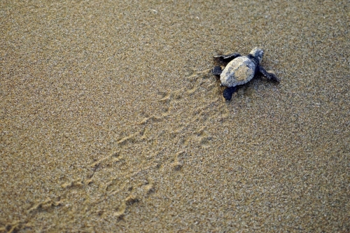 Caretta Caretta Conservation 2021