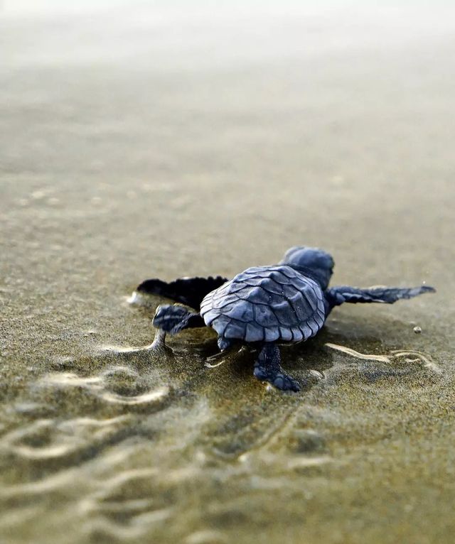 Hatchlings begin their dig and climb out of the nest in a coordinated effort. Once near the surface, they will often remain there until the temperature of the sand cools, usually indicating night-time, when they are less likely to be eaten by predators or overheat. Once the hatchlings emerge from the nest, they use cues to find the water including the slope of the beach, the white crests of the waves, and the natural light of the ocean horizon, particularly the reflection of the moon. 

If the hatchlings successfully make it down the beach and reach the surf, they begin what is called a “swimming frenzy” which may last for several days and varies in intensity and duration among species. The swimming frenzy gets the hatchlings away from dangerous nearshore waters where predation is high. Once hatchlings enter the water, their "lost years" begin and their whereabouts will be unknown for as long as a decade. When they have reached approximately the size of a dinner plate, the juvenile turtles will return to coastal areas where they will forage and continue to mature.