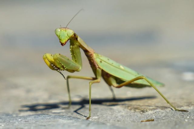 Mantises are an order (Mantodea) of insects that contains over 2,400 species in about 460 genera in 33 families.