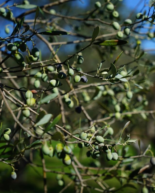 Village alchemy; olives ➡️ liquid gold.
.
.
.
.
.
.
.
.
.
.
. 
#alchemy #olives #oliveharvest #oliveoil #olivetree #harvesttime #greece #ellada #kefalonia #villagelife #oliveoilpress #press #olivepress #olivepicking #olive #harvesting #autumnmood #autumnvibes #mediterraneandiet #greekfood #greeklife #greekculture #organicfarming #organicgarden #simplejoys #tastytasty #natureprovides #liquidgold #ionianislands #mediterraneanlife